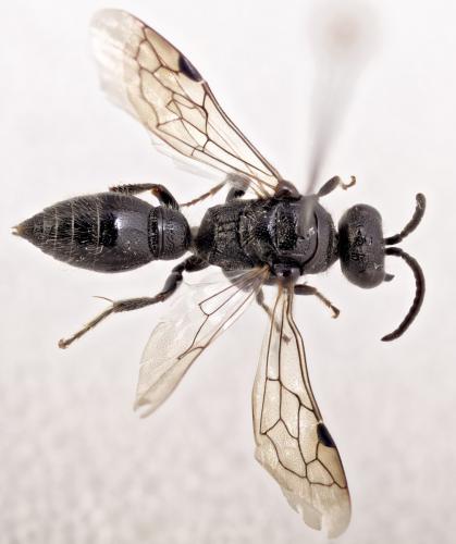 Réf. 315 602 : Tiphia sp.